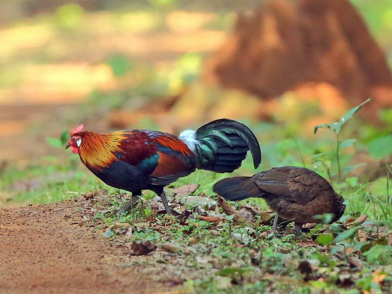 Gà rừng đá cựa sắt