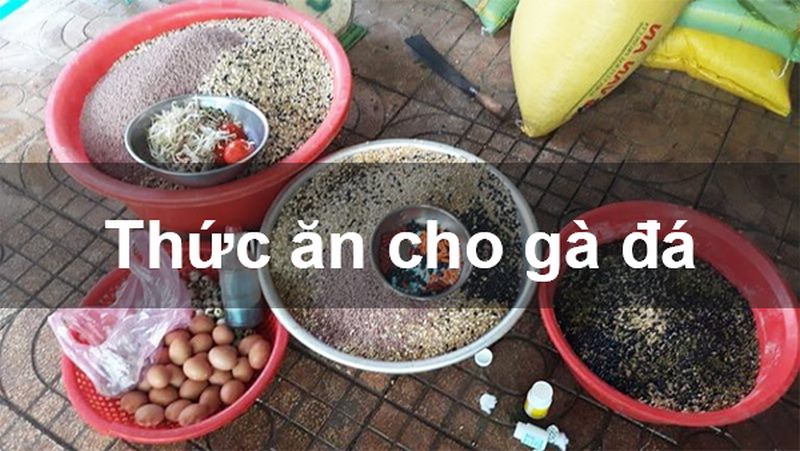 Cách làm cho gà chọi máu chiến