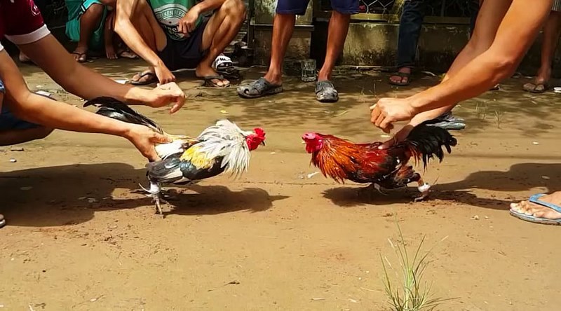 Gà 1kg đá cựa bao nhiêu