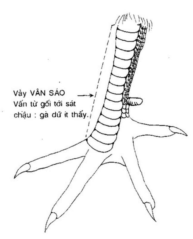 vảy vấn sáo