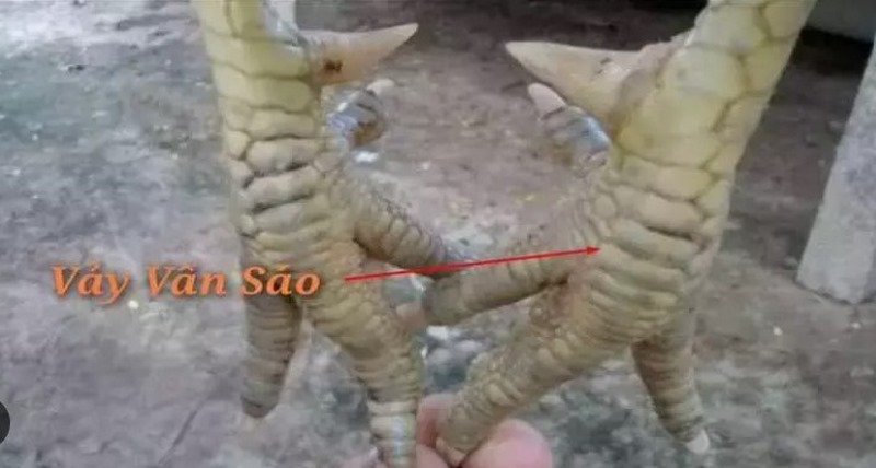 vảy vấn sáo