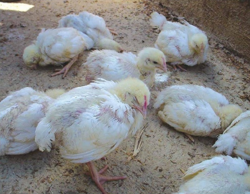Bệnh truyền nhiễm Ecoli ở gà