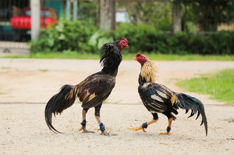 Cách chọn gà tre đá cựa