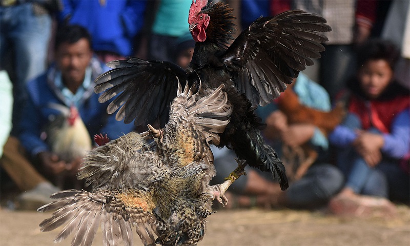 thuốc nuôi gà đá