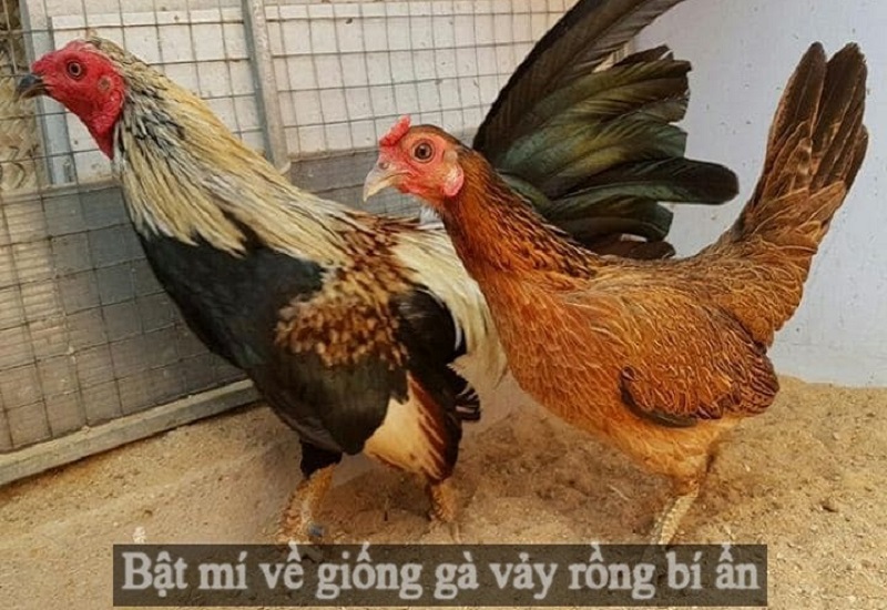 bán gà mái vảy rồng