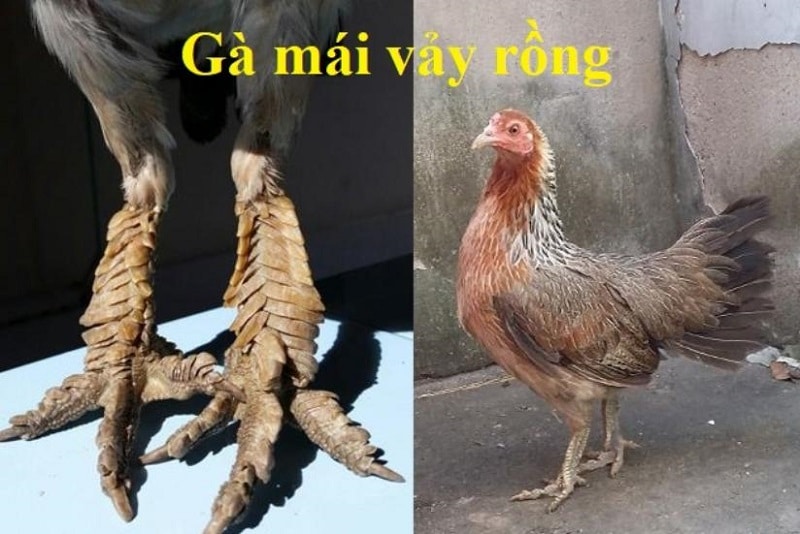 bán gà mái vảy rồng