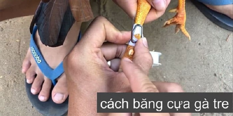 cách lên cựa gà đá