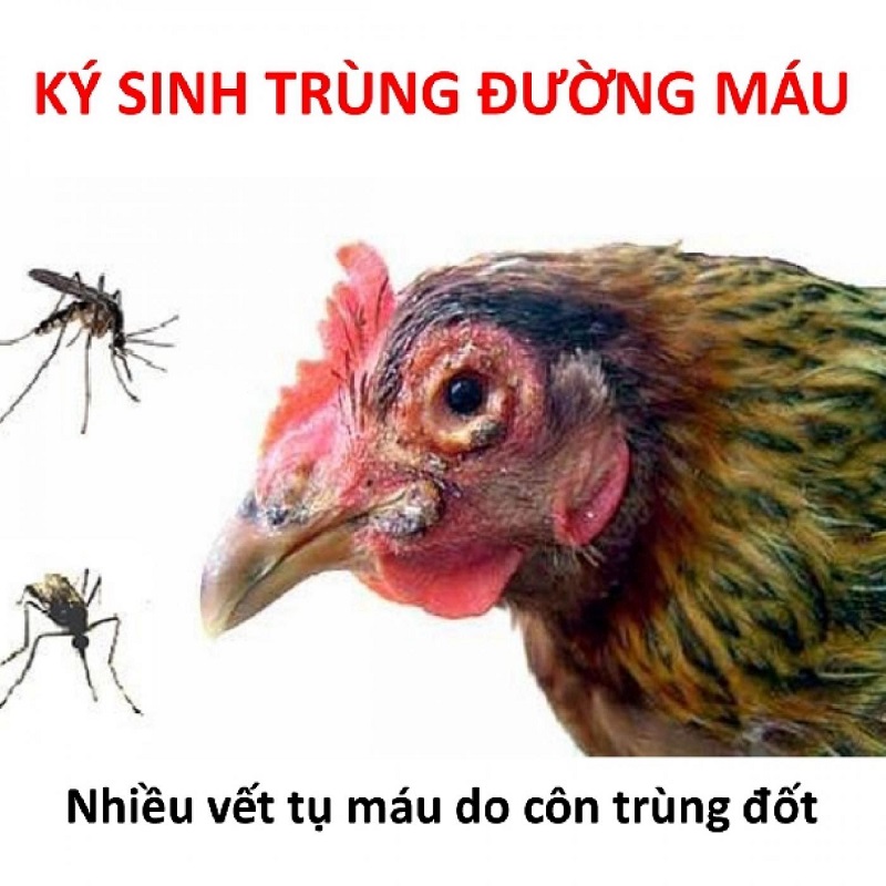 Bệnh ký sinh trùng đường máu ở gà