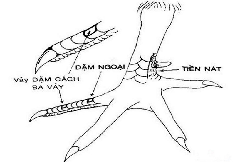 vảy gà chọi xấu