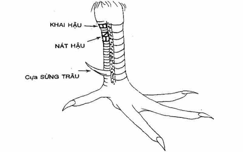 Gà có vảy khai hậu khi vào chiến đấu chỉ toàn mang đến thất bại