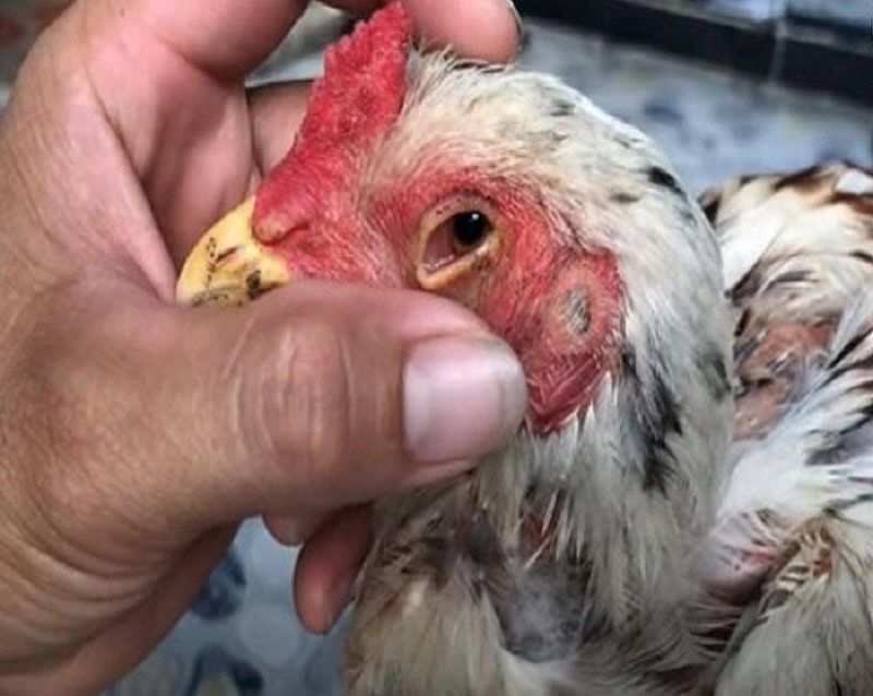 Hiện tượng sưng mắt dẫn đến mù mắt xuất hiện trên gà