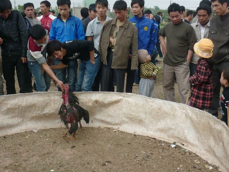 Thời gian thi đá gà miền Bắc khá lâu so với hai miền còn lại 