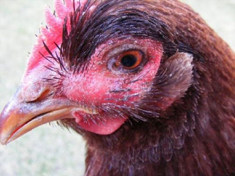 Nhiễm sán dây là căn bệnh phổ biến xảy ra ở gà